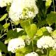 Hydrangea arborescens 'Bounty' - Hortensja krzewiasta 'Bounty'