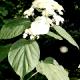 Hydrangea arborescens [White Dome] 'Dardom'-Hortensja krzewiasta [White Dome] 'Dardom'