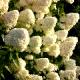 Hydrangea paniculata 'Limelight' - Hortensja wiechowata 'Limelight'