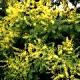 Koelreuteria paniculata - Mydleniec wiechowaty