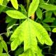 Laburnum anagyroides 'Quercifolium'-Złotokap pospolity 'Quercifolium'