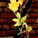 Liriodendron chinense-Tulipanowiec chiński