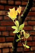 Liriodendron chinense - Tulipanowiec chiński