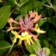 Lonicera ×brownii 'Fuchsioides'-Wiciokrzew Browna 'Fuchsioides'