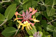 Lonicera ×brownii 'Fuchsioides' - Wiciokrzew Browna 'Fuchsioides'