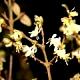 Lonicera fragrantissima-Suchodrzew wonny