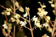 Lonicera fragrantissima - Suchodrzew wonny
