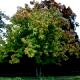 Magnolia acuminata - Magnolia drzewiasta