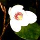 Magnolia sieboldii-Magnolia Siebolda