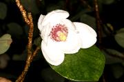 Magnolia sieboldii - Magnolia Siebolda