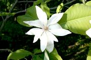Magnolia tripetala - Magnolia parasolowata