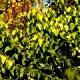 Morus latifolia 'Spirata' - Morwa szerokolistna 'Spirata'