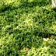 Pachysandra terminalis 'Green Carpet' - Runianka japońska 'Green Carpet'