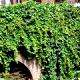 Parthenocissus quinquefolia - Winobluszcz pięciolistkowy