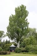 Populus alba 'Bolleana' - Topola biała 'Bolleana'