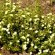 Potentilla fruticosa 'Daydawn' - Pięciornik krzewiasty 'Daydawn'