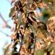 Prunus cerasifera 'Hessei' - Śliwa wiśniowa 'Hessei'
