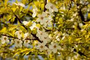 Prunus cerasifera 'Złoty Obłok' - Śliwa wiśniowa 'Złoty Obłok'
