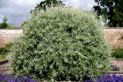 Pyrus salicifolia 'Pendula' - Grusza wierzbolistna 'Pendula'