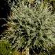 Pyrus salicifolia 'Pendula' - Grusza wierzbolistna 'Pendula'