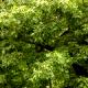 Quercus coccinea-Dąb szkarłatny
