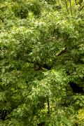 Quercus coccinea - Dąb szkarłatny