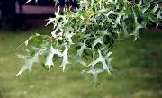 Quercus palustris - Dąb błotny