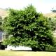 Quercus palustris - Dąb błotny