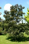 Quercus petraea 'Purpurea' - Dąb bezszypułkowy 'Purpurea'