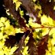 Quercus petraea 'Purpurea' - Dąb bezszypułkowy 'Purpurea'