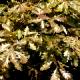 Quercus petraea 'Purpurea' - Dąb bezszypułkowy 'Purpurea'