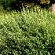 Ribes alpinum 'Schmidt' - Porzeczka alpejska 'Schmidt'