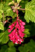 Ribes sanguineum 'Pulborough Scarlet Variegated' - Porzeczka krwista 'Pulborough Scarlet Variegated'
