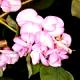 Robinia hispida 'Macrophylla' - Robinia szczeciniasta 'Macrophylla'