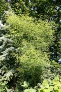 Robinia pseudoacacia 'Myrtifolia' - Robinia biała 'Myrtifolia'