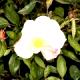 Rosa chinensis 'Mutabilis'-Róża chińska 'Mutabilis'