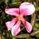 Rosa chinensis 'Mutabilis' - Róża chińska 'Mutabilis'