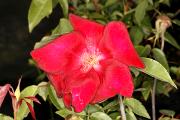 Rosa chinensis 'Sanguinea' - Róża chińska 'Sanguinea'