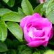 Rosa rugosa - Róża pomarszczona