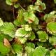 Rubus microphyllus 'Variegatus' - Jeżyna drobnolistna 'Variegatus'