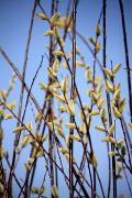 Salix acutifolia - Wierzba ostrolistna