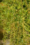 Salix babylonica 'Crispa' - Wierzba babilońska 'Crispa'