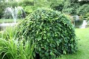 Salix caprea 'Kilmarnock' - Wierzba iwa 'Kilmarnock'