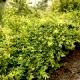 Salix integra 'Pendula' - Wierzba całolistna 'Pendula'