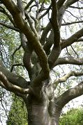 Sorbus intermedia - Jarząb szwedzki