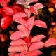 Spiraea densiflora-Tawuła gęstokwiatowa