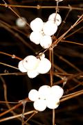 Symphoricarpos ×doorenbosii 'Taiga' - Śnieguliczka Doorenbosa 'Taiga'