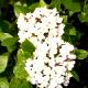 Viburnum ×burkwoodii 'Anne Russell'-Kalina Burkwooda 'Anne Russell'