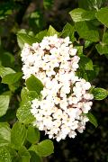 Viburnum ×burkwoodii 'Anne Russell' - Kalina Burkwooda 'Anne Russell'