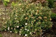 Viburnum ×burkwoodii 'Conoy' - Kalina Burkwooda 'Conoy'